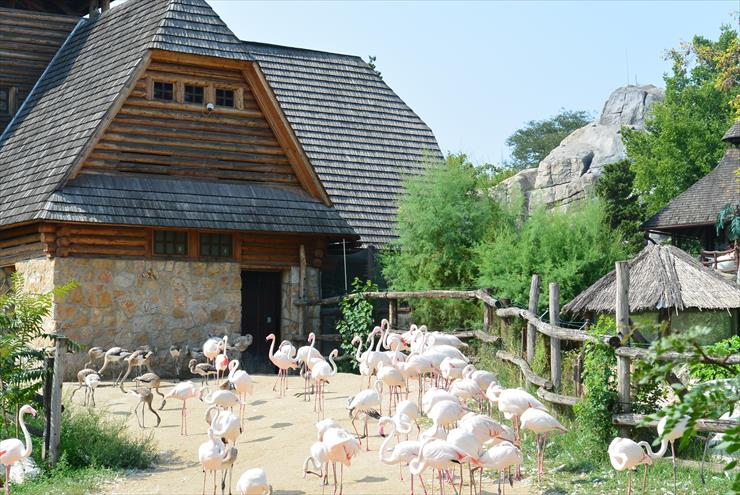 Budapeszt Zoo - DSC_2946.JPG